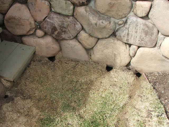 vole holes under a wall